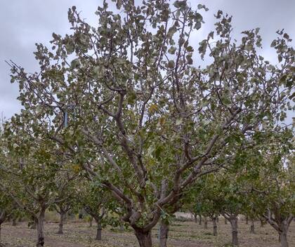 El mapa sugiere que, en la Argentina, la zona agroclimáticamente apta para la producción del pistacho abarca una franja que conecta el sur de San Juan; norte, centro y este de Mendoza; sur de San Luis y; centro-sur de La Pampa