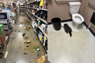 El caso viral de un mapache encontrado ebrio en una licorería de Virginia