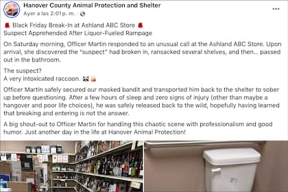 El mapache ingresó en la licorería de Virginia y se bebió las botellas, pero no registró signos de lesiones