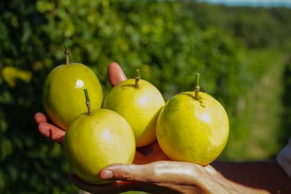 El maracuyá es una fruta en auge en la Argentina, pero se consume principalmente su pulpa procesada