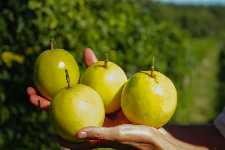 Produce la fruta de la que todos hablan y cuenta cómo le encontró la vuelta para que sea un gran negocio