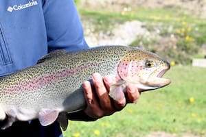 Tierra del Fuego aprobó una nueva ley de acuicultura y proyectan inversiones por hasta US$600 millones