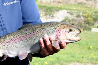 Tierra del Fuego aprobó una nueva ley de acuicultura y proyectan inversiones por hasta US$600 millones