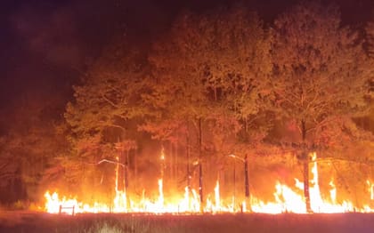 El martes pasado, en menos de 12 horas el fuego devastó la plantación entera de pinos de 30 años de edad de Carina Lanaro y Leandro Rodríguez