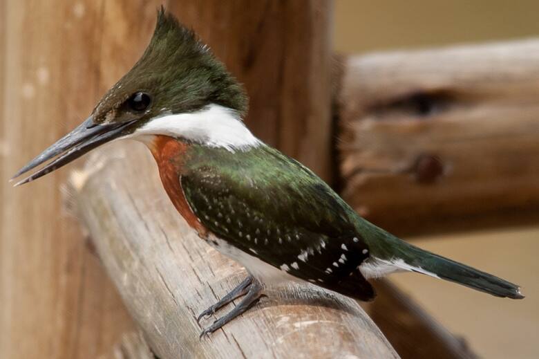 Ceibas, Entre Ríos: la meca internacional para el avistaje de aves que atrae turistas de todo el mundo