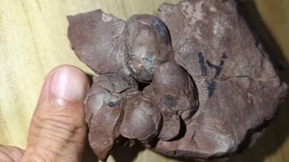 El más pequeño de los seis huevos es del tamaño de una cereza