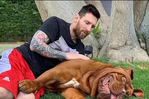 Cuál es la raza de Hulk, el gigante perro de Lionel Messi
