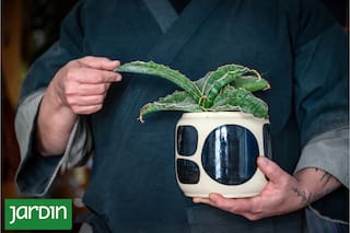 El error que casi todos cometemos al elegir una maceta y que arruina nuestras plantas