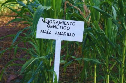 “El material genético pertenece a la variedad botánica Amylacea, que presenta un grano con endosperma harinoso del que es fácil obtener harina en el proceso de molienda", destacaron
