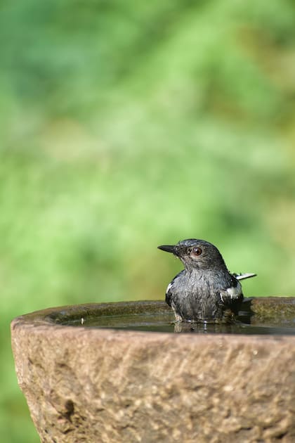 El material rugoso en los bebederos facilita el agarre de las aves y evita riesgos