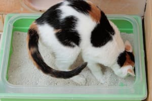 El maullido de un gato al usar su caja de arena puede significar varias cosas relacionadas con su incomodidad