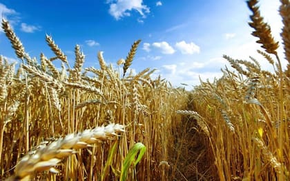 El mecanismo del FETA se creó en medio de la suba de las commodities agrícolas en el marco de la guerra Rusia-Ucrania