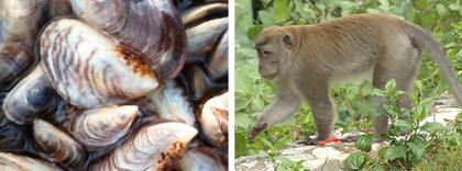 El mejillón cebra y el macaco de cola larga están entre las especies con mayor riesgo