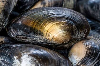 El mejillón perla de agua dulce más antiguo que se conoce tenía 280 años