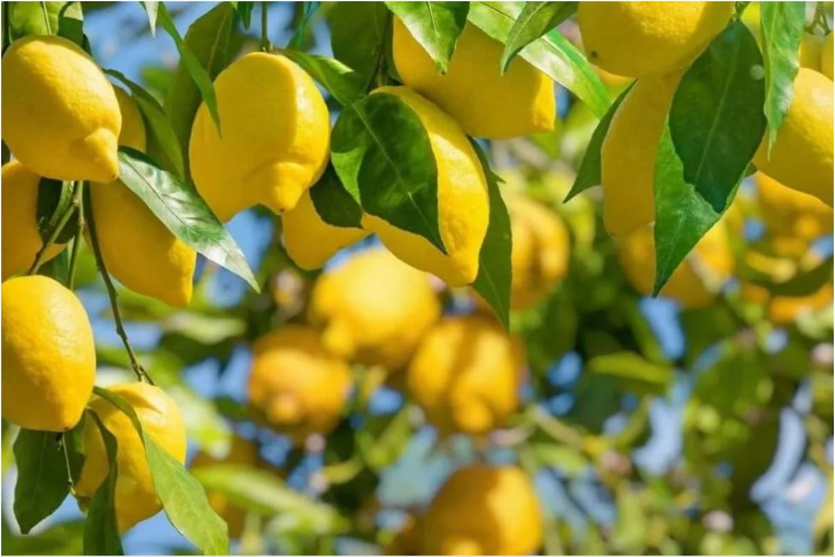 ¿Cuándo debo podar el limonero de mi casa?