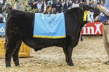 El Mejor Ternero Angus