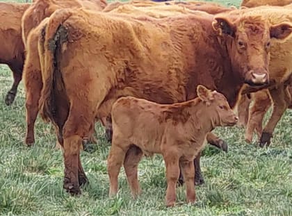 El mejoramiento genético es una herramienta fundamental para los sistemas ganaderos