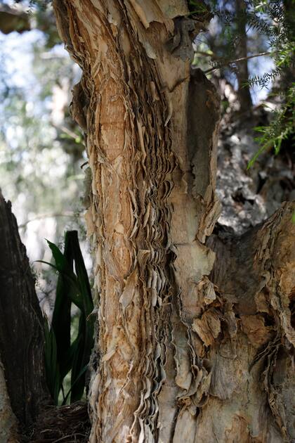 El Melaleuca ericifolia tiene un tronco que se descama "como hojas de papel".
