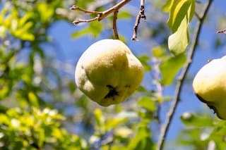 Se viene el otoño para disfrutar del membrillo