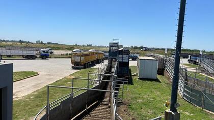 El Mercado Agroganadero MAG