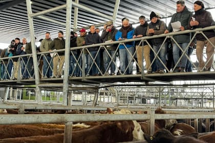 El Mercado Agroganadero de Cañuelas
