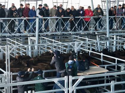 El Mercado Agroganadero de Cañuelas