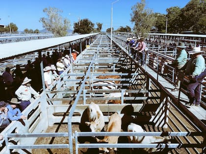 El mercado de hacienda en Rockhampton, Queensland. El predio es de 80 hectáreas y tiene una subasta de alrededor de 3500 cabezas, una vez a la semana