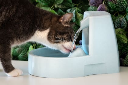 El mercado de las mascotas suma nuevos productos y servicios