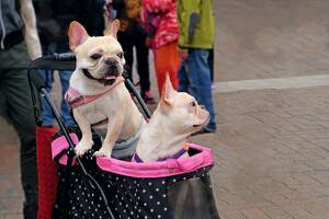 Los perros y los gatos son una fuente inagotable de likes... y negocios