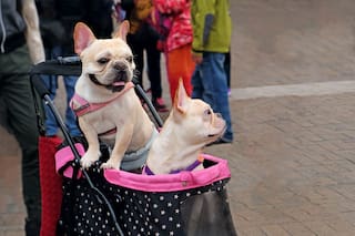 Los perros y los gatos son una fuente inagotable de likes... y negocios