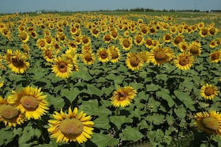 El girasol puede dar buenas noticias en el sudeste bonaerense