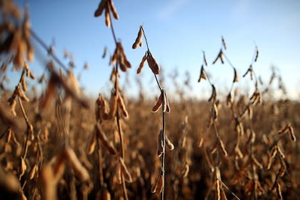 El mercado reaccionó tras el anuncio de la Casa Blanca sobre un posible incremento de las importaciones agrícolas chinas desde Estados Unidos