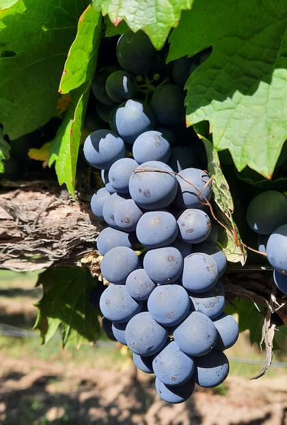 El Merlot es el varietal tinto que Götz buscó plantar en las alturas de Cachi.