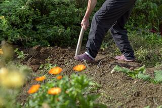 Cómo aumentar las defensas de las plantas