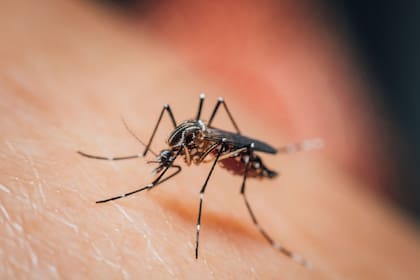 El método casero para combatir a los mosquitos