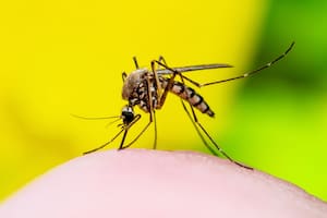 El método casero para combatir a los mosquitos