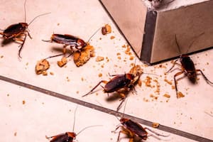 El método natural de decirle “chau” a las cucarachas en el hogar