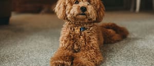 Del mito de los 7 años a la forma real para calcular la edad de los perros