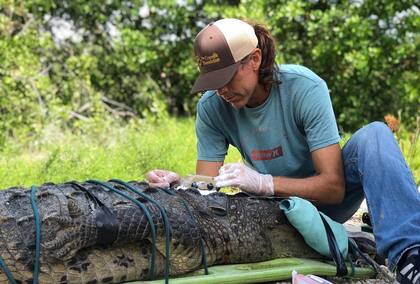 El método utilizado por el "susurrador de cocodrilos" para alejar a los reptiles tiene sus críticos