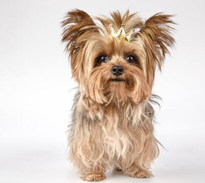 El microchip de tu mascota es una forma segura y permanente de asegurarte de que siempre puedas reencontrarte con ella en caso de pérdida