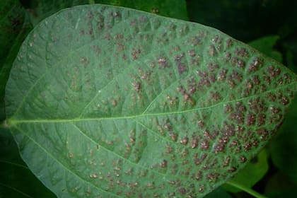 El microorganismo ataca las hojas, tallos y semillas