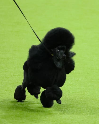 El mini poodle negro y su particular look en la competencia