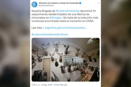 El Ministerio de Ambiente y Desarrollo sostenible encontró 50 animales embalsamados en la fábrica de la familia Fort (Foto: Twitter @AmbienteNacion)