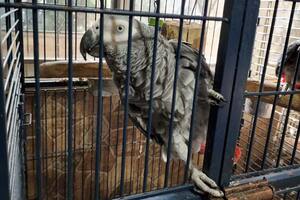 Rescataron 24 aves silvestres de un criadero ilegal ubicado en una casa de la Ciudad
