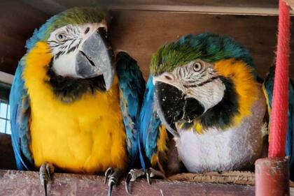 El Ministerio Público Fiscal de la Ciudad (MPF) y la Unidad Fiscal Especializada en Materia Ambiental (Ufema) clausuraron hoy un criadero ilegal de aves que funcionaba en una casa en el barrio porteño de Monte Castro, y rescataron 24 ejemplares silvestres por un valor cercano a los 450.000 dólares.