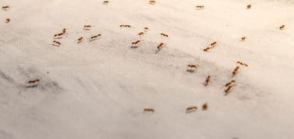 El misterioso polvo había sido originado por un grupo de hormigas