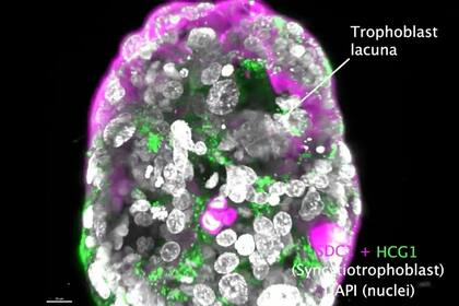 El modelo de embrión humano entre los 6 y los 8 días de desarrollo
