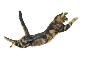 El modelo de Rademaker y Ter Braak reveló el movimiento más importante de los que realizan los gatos para caer con equilibrio