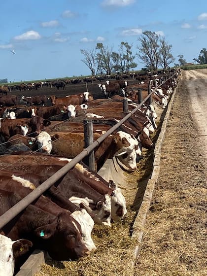 El modelo ganadero apuesta a producir más carne en la Argentina