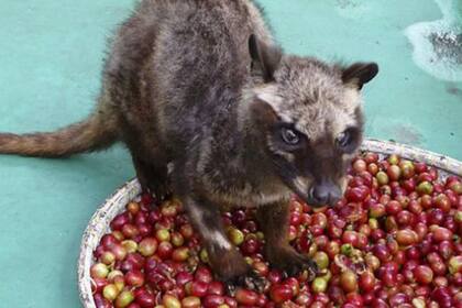 El modelo muestra que el nuevo coronavirus puede hallarse en la civeta de las palmeras común